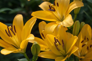 Sarı Zambak çiçeği