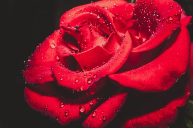 kırmızı gül çiçek çiy ile yakın kadar düşer.