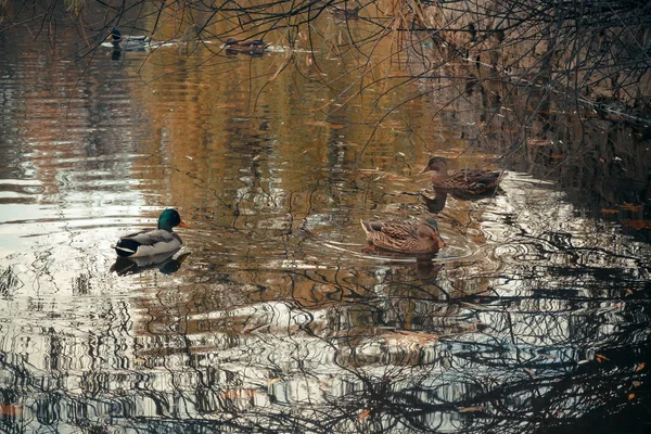 Vögel schwimmen im Herbst im Fluss — Stockfoto