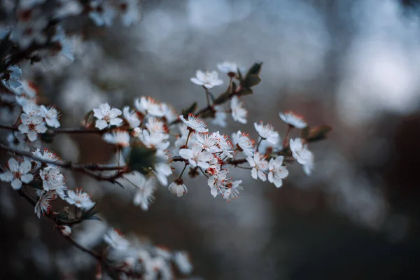Wiosna Kwitnące Drzewa Miękkim Nieostrym Tle Może Być Stosowany Pocztówek — Zdjęcie stockowe