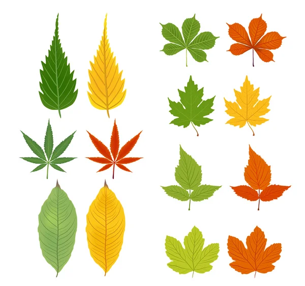 Осенние листья зеленые и желтые — стоковый вектор
