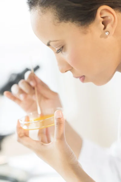 Scientist Analyzing Solution In Petri Dish At Laboratory — Stock Photo, Image