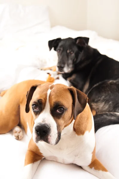 Boxer Mix and Black Dog in Owner's Bed