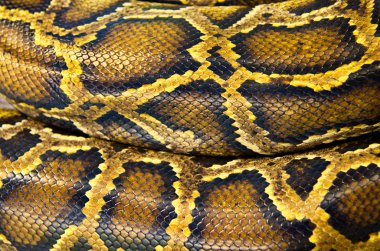 Dev yılan derisi deseni.