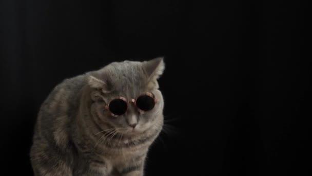 Le chat en lunettes de soleil noires, race écossaise droite — Video