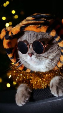 Kedi Kaplan 2022 'yi kutluyor.