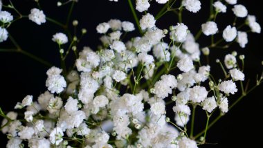 Beyaz gypsophila çiçekler