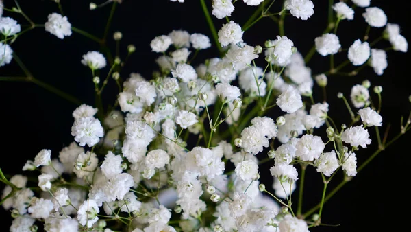 Flores brancas de gypsophila — Fotografia de Stock