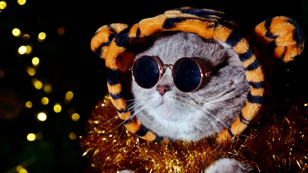 Tigre de gato celebra Ano Novo 2022 Fotografias De Stock Royalty-Free