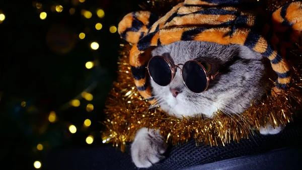 Cat Tiger γιορτάζει το νέο έτος 2022 — Φωτογραφία Αρχείου