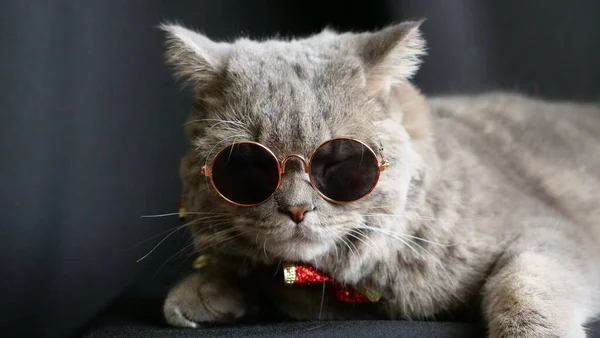 O gato celebra um feliz Ano Novo 2022 com óculos — Fotografia de Stock