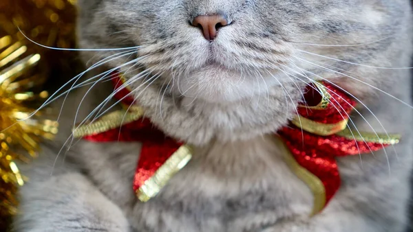 猫は眼鏡で新年の2022を祝う — ストック写真