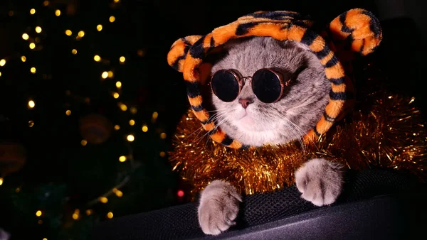 Tigre de gato celebra Ano Novo 2022 Imagem De Stock