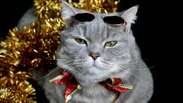 Η γάτα γιορτάζει μια νέα χρονιά 2022 με γυαλιά — Φωτογραφία Αρχείου