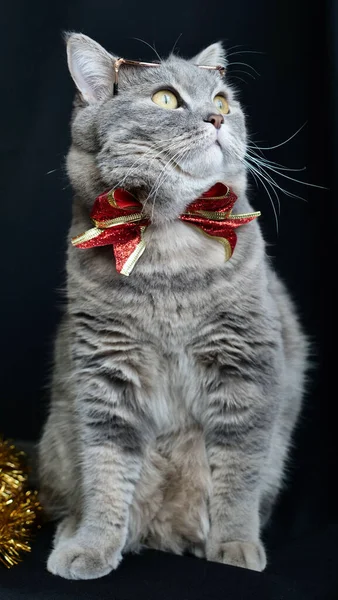 这只猫戴眼镜庆祝2022年的新年 — 图库照片