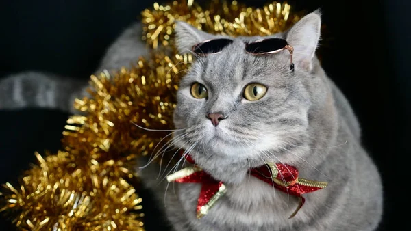 Η γάτα γιορτάζει το νέο έτος 2022 — Φωτογραφία Αρχείου