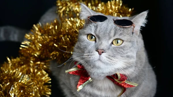 O gato celebra o Ano Novo 2022 — Fotografia de Stock