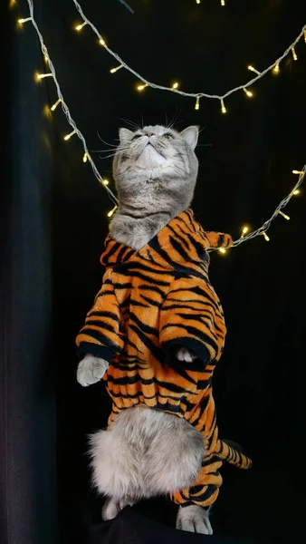 Gato para o Ano Novo 2022 em um traje de tigre — Fotografia de Stock