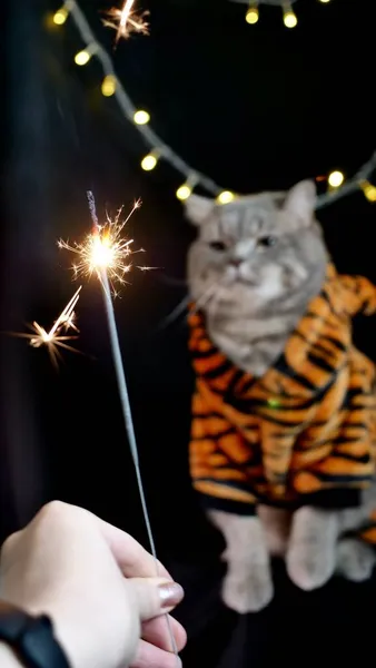 Η γάτα γιορτάζει μια νέα χρονιά με λάμψη — Φωτογραφία Αρχείου