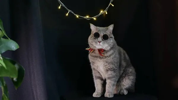 El gato celebra un Año Nuevo 2022 con gafas Imagen de archivo
