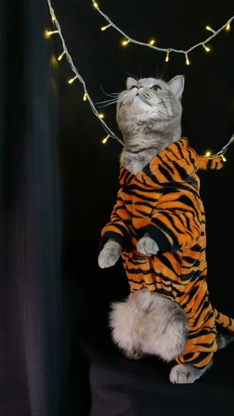 Кот на Новый 2022 год в костюме тигра — стоковое фото