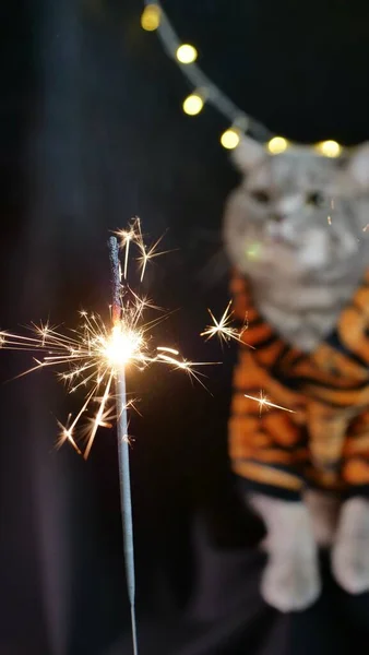 Η γάτα γιορτάζει μια νέα χρονιά με λάμψη — Φωτογραφία Αρχείου