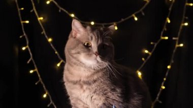 Kedi 2022 yılını kutluyor. 