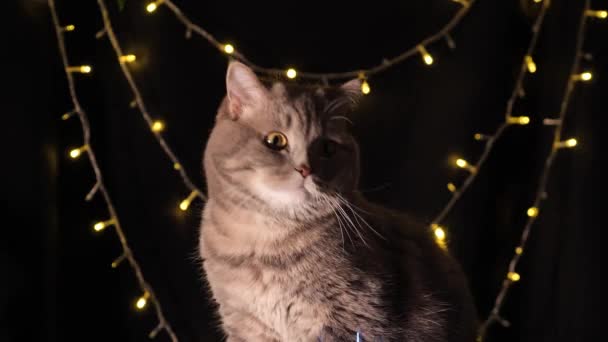 O gato celebra um Ano Novo 2022 — Vídeo de Stock