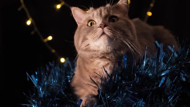 Кот празднует Новый 2022 год — стоковое видео