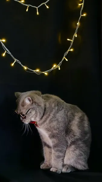 Kot świętuje Nowy Rok 2022 okularami — Zdjęcie stockowe