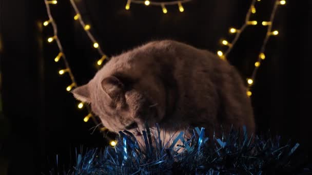 O gato celebra um Natal e Ano Novo 2022 — Vídeo de Stock