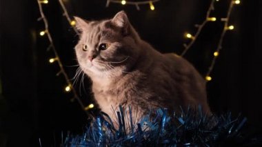 Kedi Noel 'i ve 2022 yılını kutluyor.