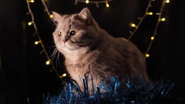 O gato celebra um Natal e Ano Novo 2022 — Vídeo de Stock