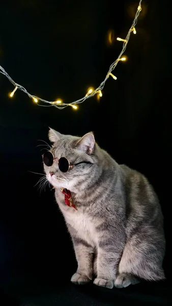 Die Katze feiert Neujahr 2022 mit Brille — Stockfoto