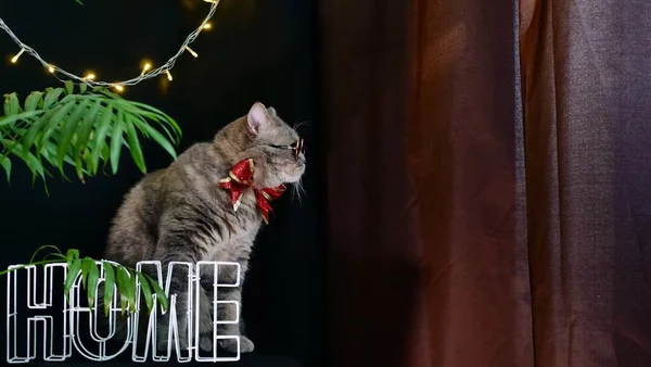 O gato celebra um Ano Novo 2022 em casa — Fotografia de Stock