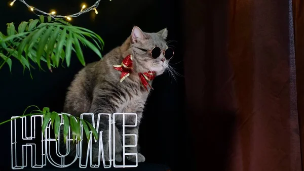 Kot świętuje Nowy Rok 2022 w domu — Zdjęcie stockowe