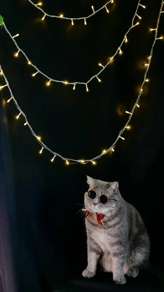 Кот празднует Новый 2022 год в очках — стоковое фото
