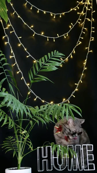 Kedi 2022 yılını evde kutluyor.