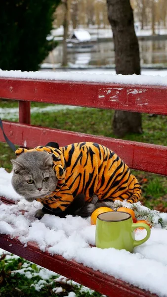 Gato para o Ano Novo 2022 em um traje de tigre — Fotografia de Stock