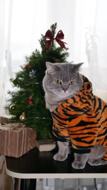 Kedi Kaplan 2022 'yi kutluyor.