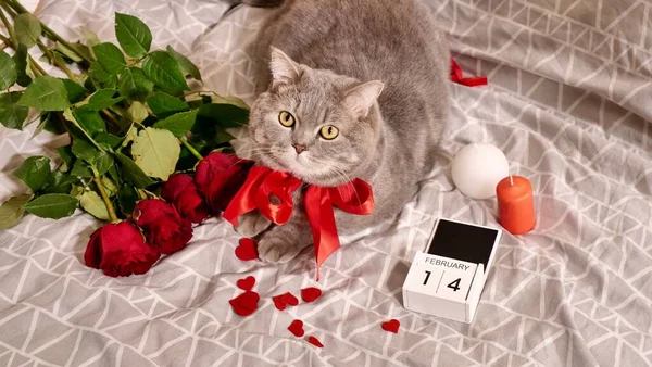 Día de San Valentín en casa con una mascota amada Fotos de stock