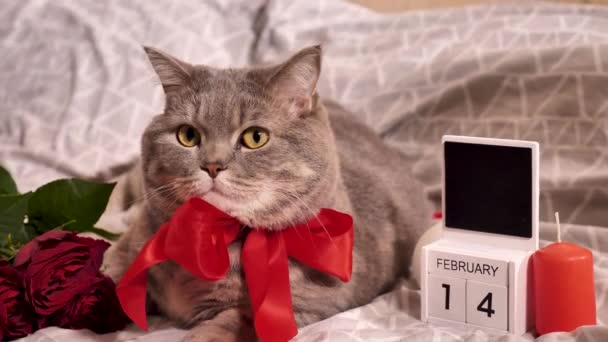 Valentines day at home with a beloved pet — Stock Video ©  @ #541334150