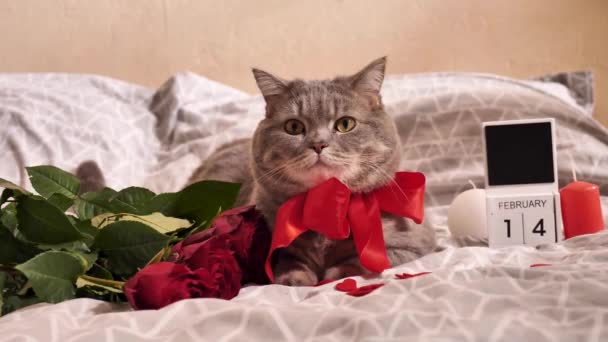 Cat celebra el Día de San Valentín en la cama con rosas rojas — Vídeo de stock