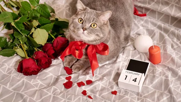 Dia dos namorados romântico em casa com gato de estimação na cama — Fotografia de Stock