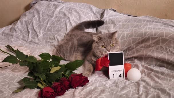 Шотландська пряма кішка на День святого Валентина — стокове відео