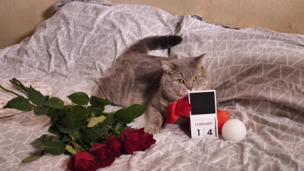 Gatto scozzese dritto a San Valentino — Video Stock