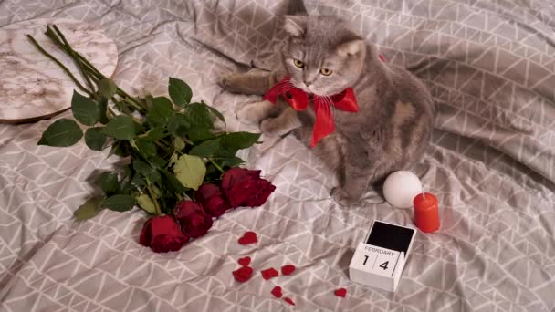 Valentines day with pet cat at home — Stock Video