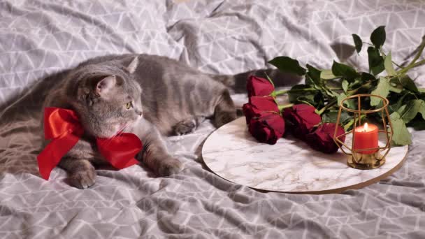 Gato hetero escocés en San Valentín — Vídeo de stock