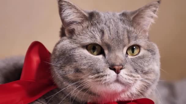 Schotse rechte kat huisdier voor Valentijnsdag — Stockvideo