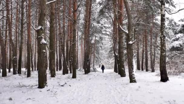 Mädchen genießt im Winter den verschneiten Wald — Stockvideo